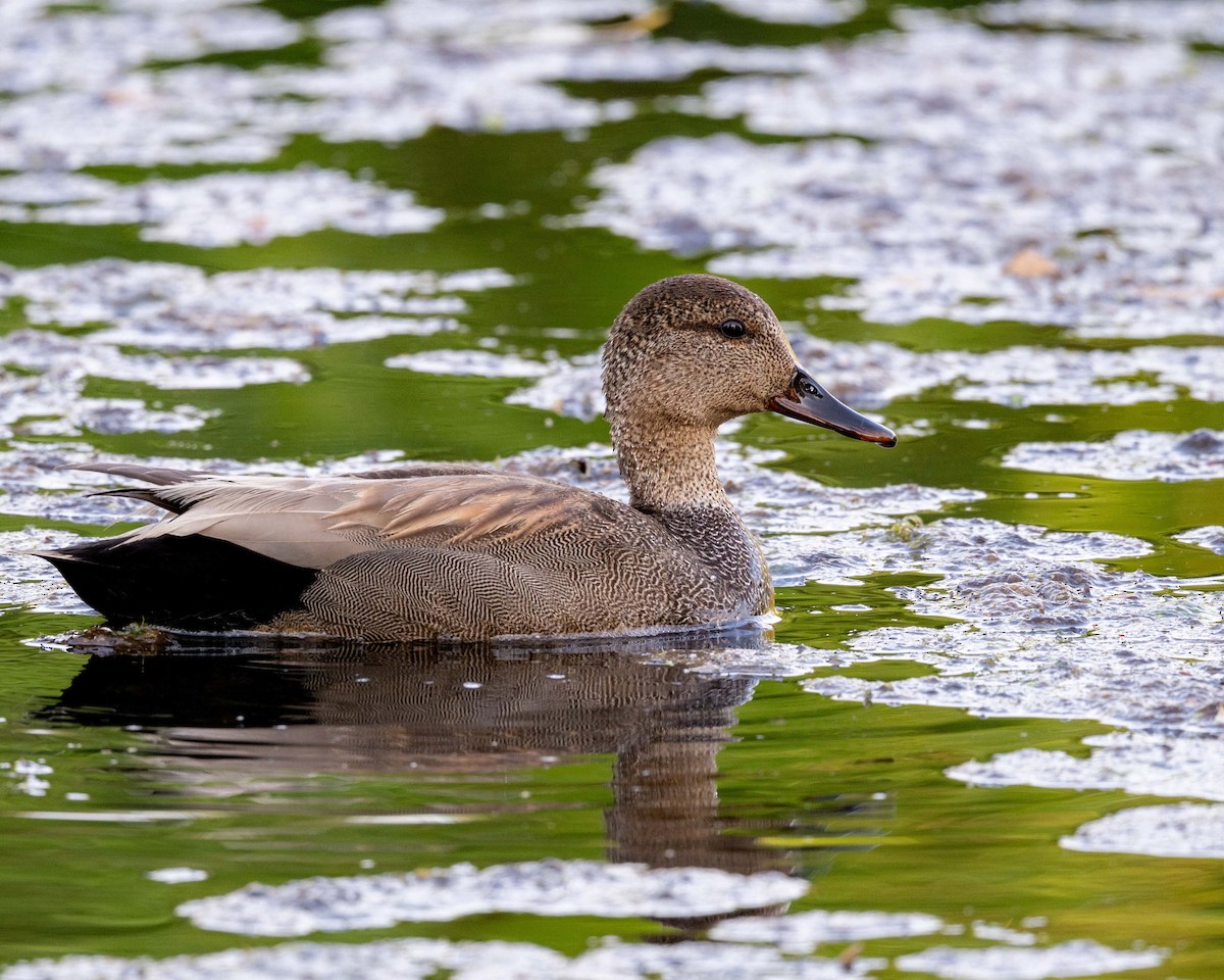 Gadwall - ML637352912
