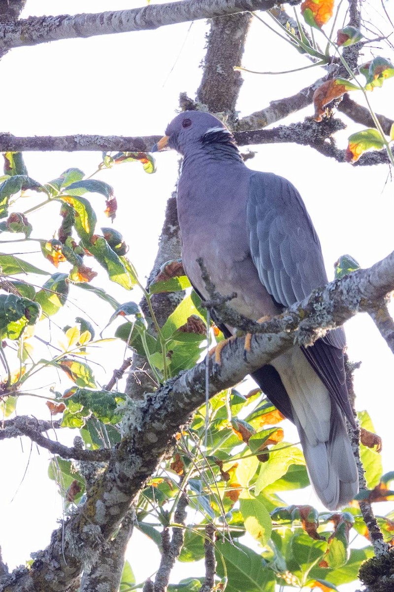 Band-tailed Pigeon - ML637352920