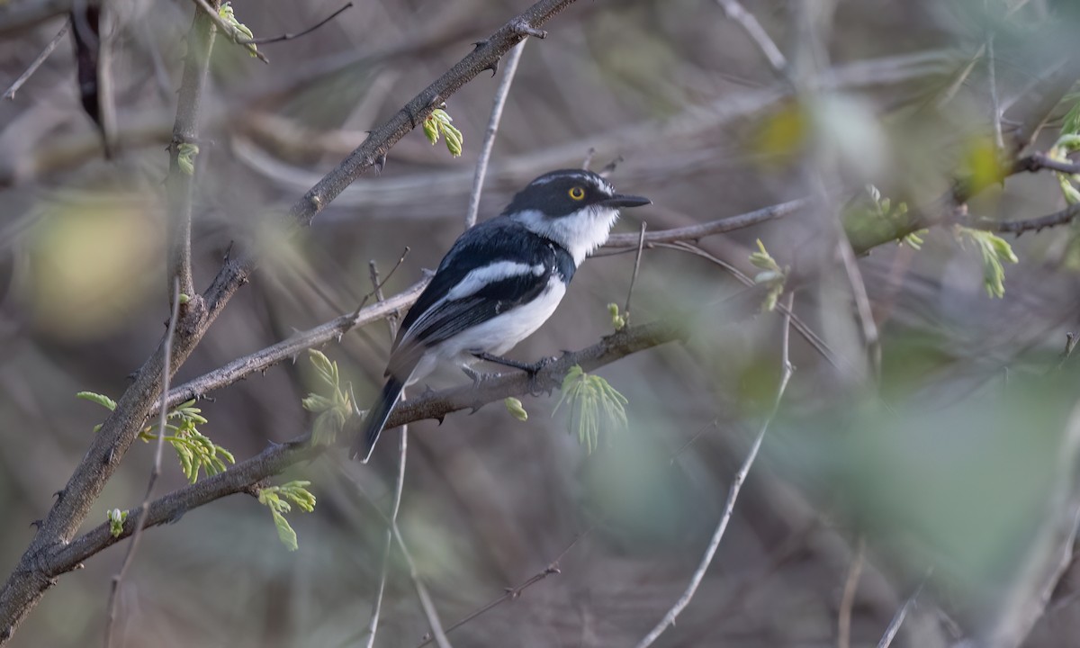 Eastern Black-headed Batis - ML637352921