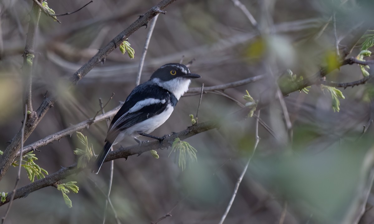 Eastern Black-headed Batis - ML637352922