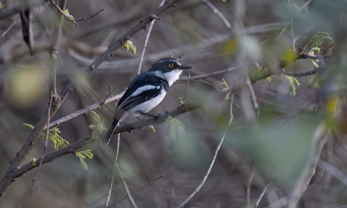 Eastern Black-headed Batis - ML637352923