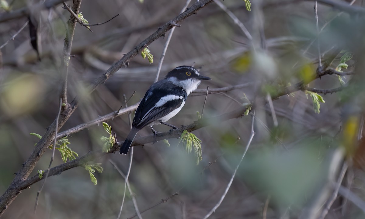 Eastern Black-headed Batis - ML637352924