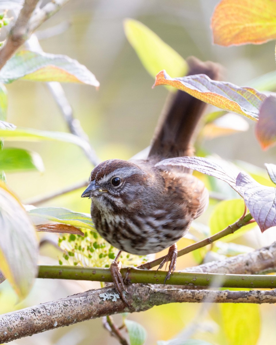 Song Sparrow - ML637352946
