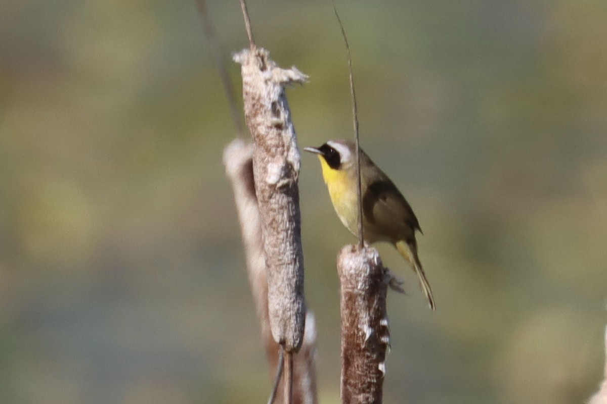 Common Yellowthroat - ML637352980