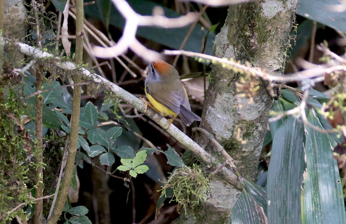 Broad-billed Warbler - ML637352981
