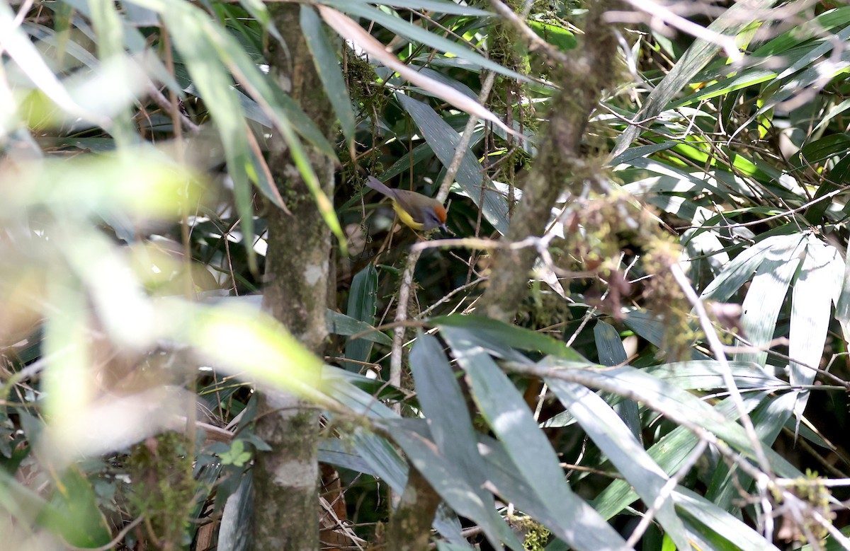 Broad-billed Warbler - ML637352982