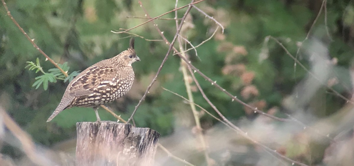 Elegant Quail - ML637353024