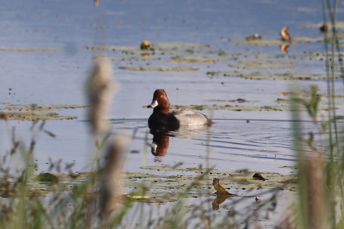 Redhead - ML637353028