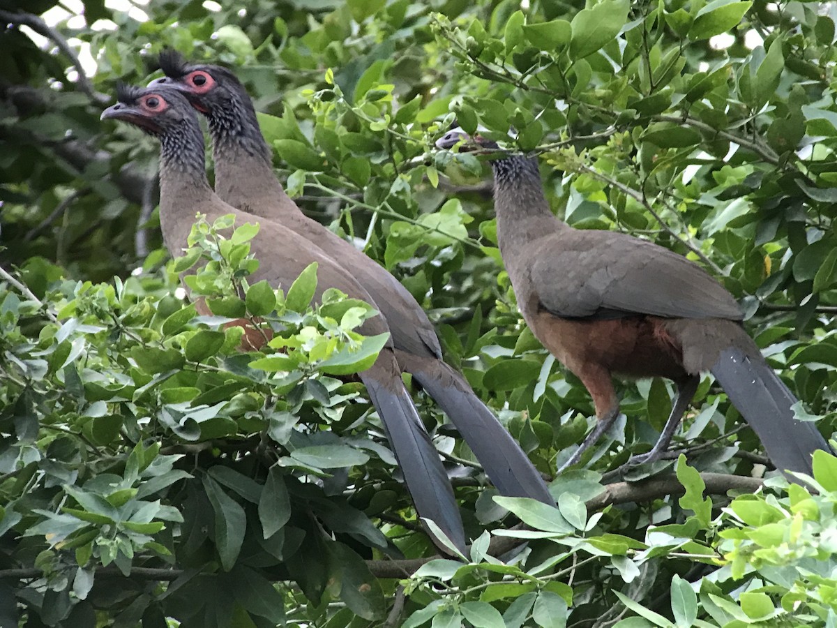 Rufous-bellied Chachalaca - ML637353036