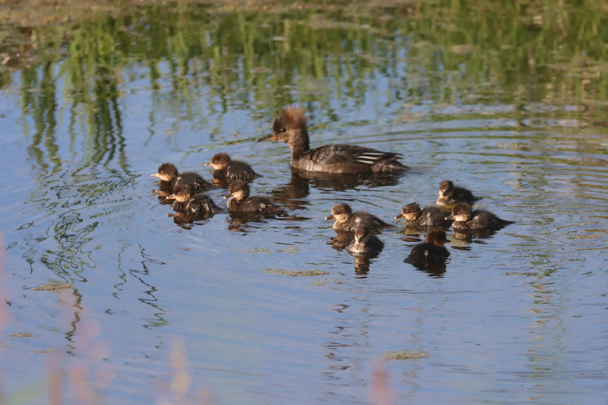 Hooded Merganser - ML637353040
