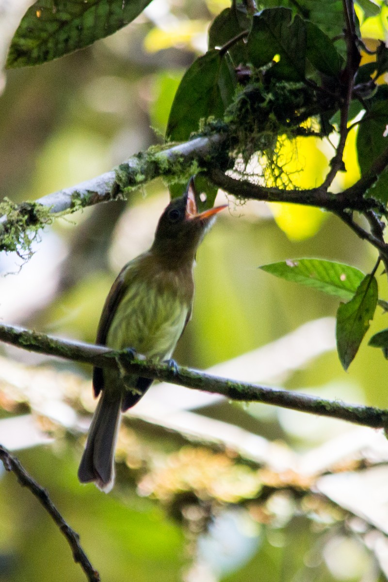 Fulvous-breasted Flatbill - ML637353053