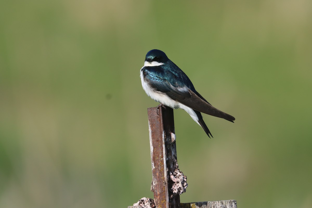 Tree Swallow - ML637353083