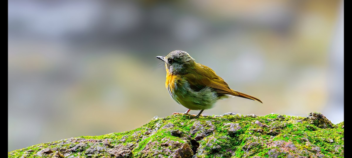 White-bellied Blue Flycatcher - ML637353084