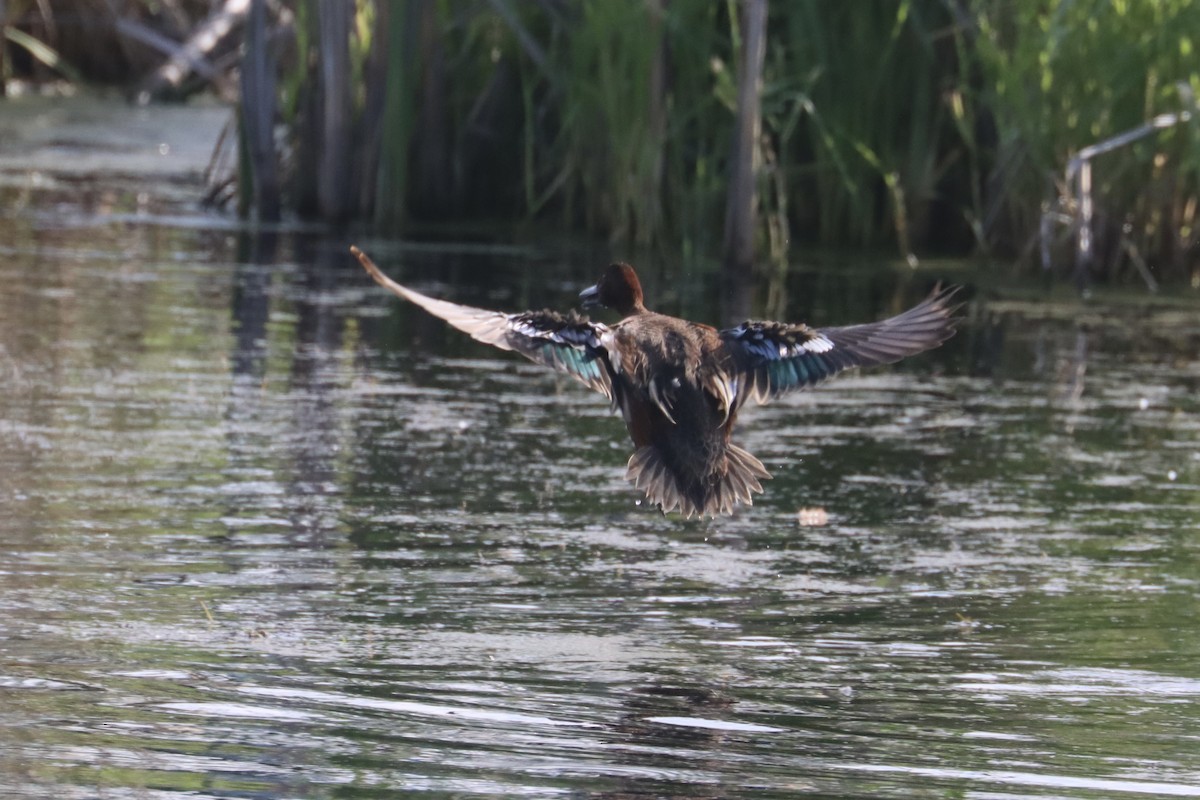 Cinnamon Teal - ML637353135