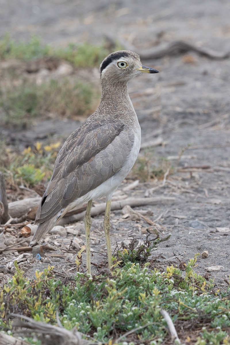 dytík bledý - ML637353149
