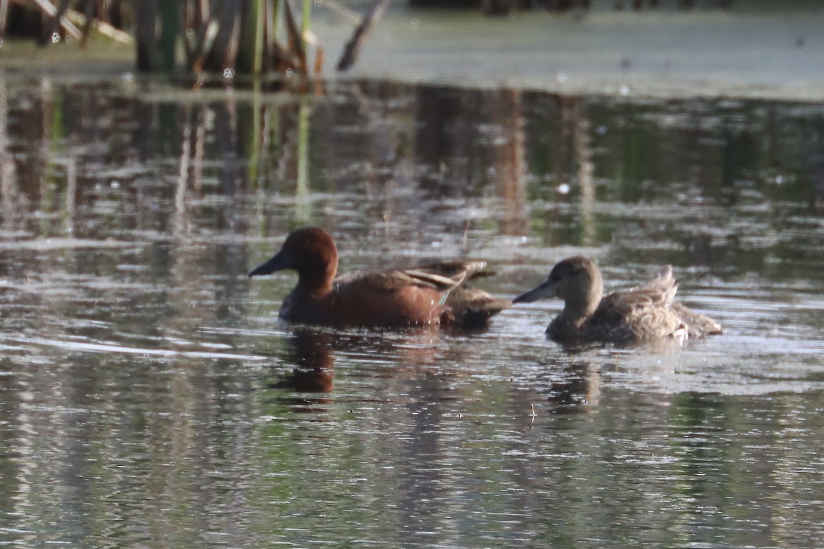 Cinnamon Teal - ML637353150