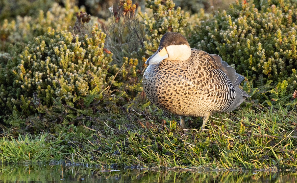 Silver Teal - ML637353176