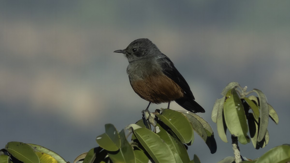 Mocking Cliff-Chat - ML637353258