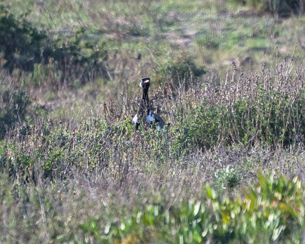 Black Bustard - ML637353271