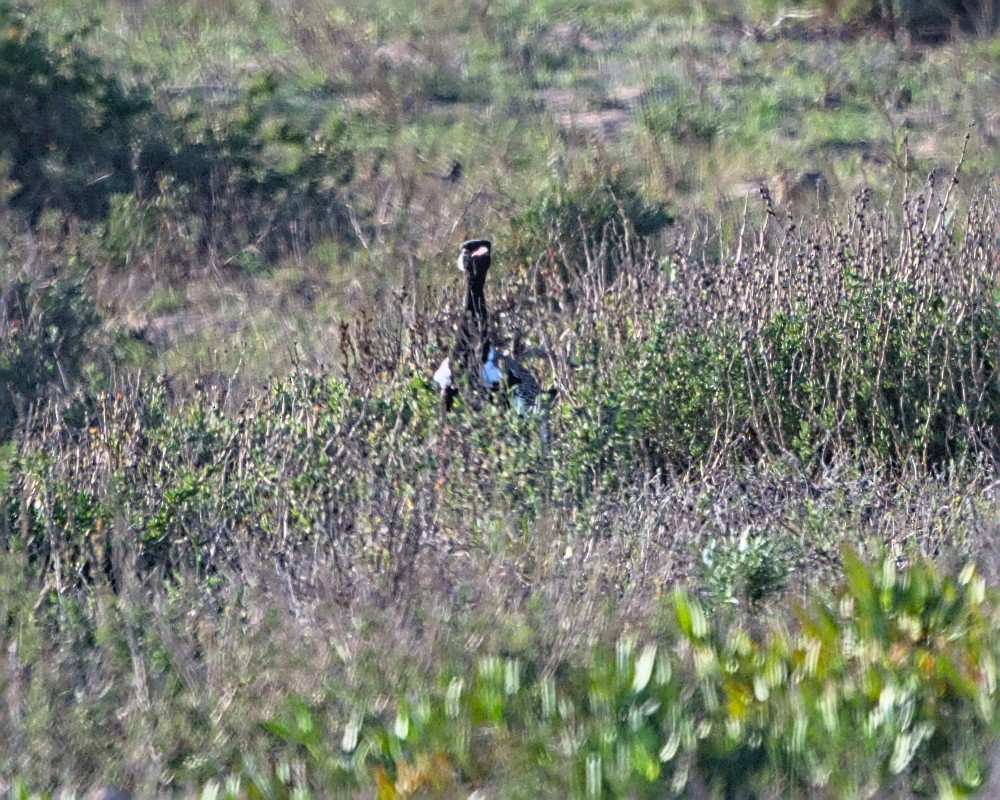 Black Bustard - ML637353272