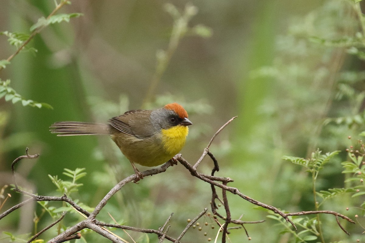 Rufous-capped Brushfinch - ML637353336