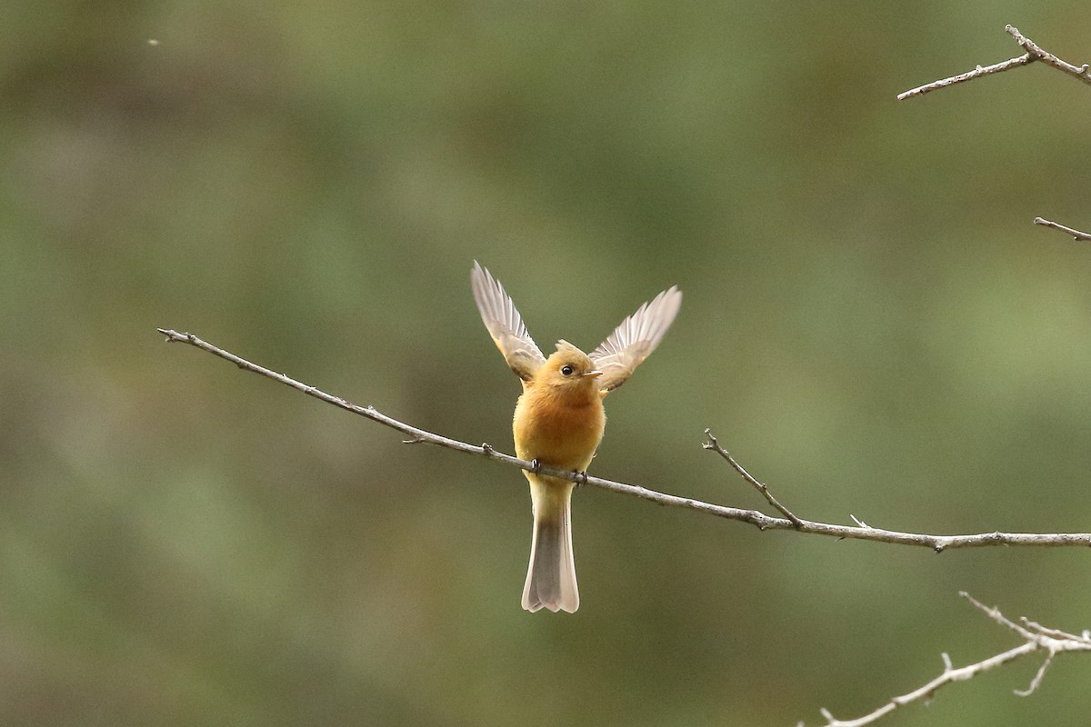 Tufted Flycatcher (Mexican) - ML637353353