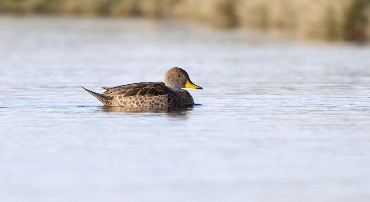Yellow-billed Pintail - ML637353396
