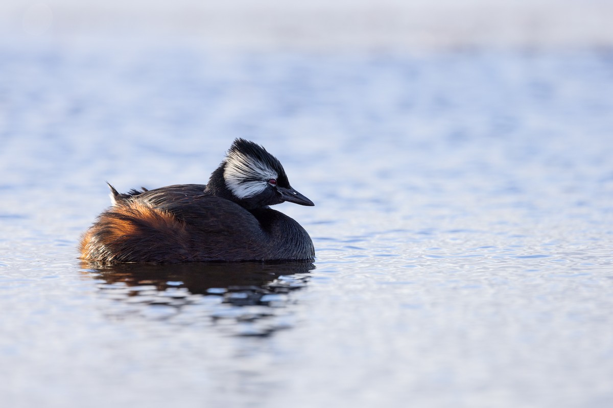 White-tufted Grebe - ML637353431