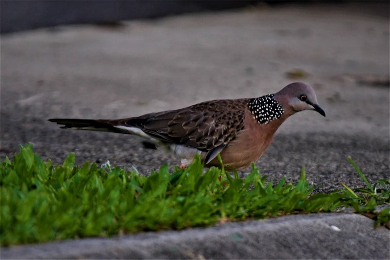 Spotted Dove - ML637353432