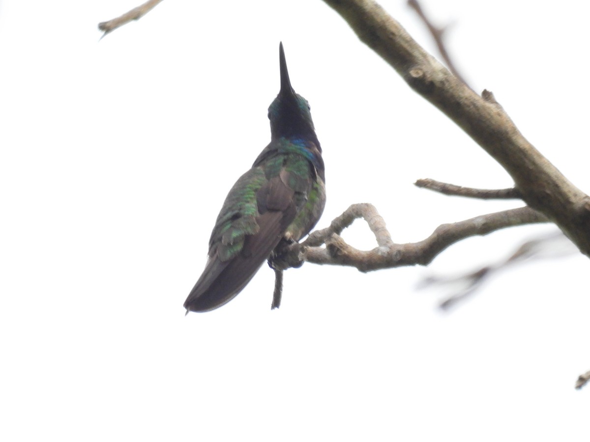 Green-breasted Mango - ML637353441
