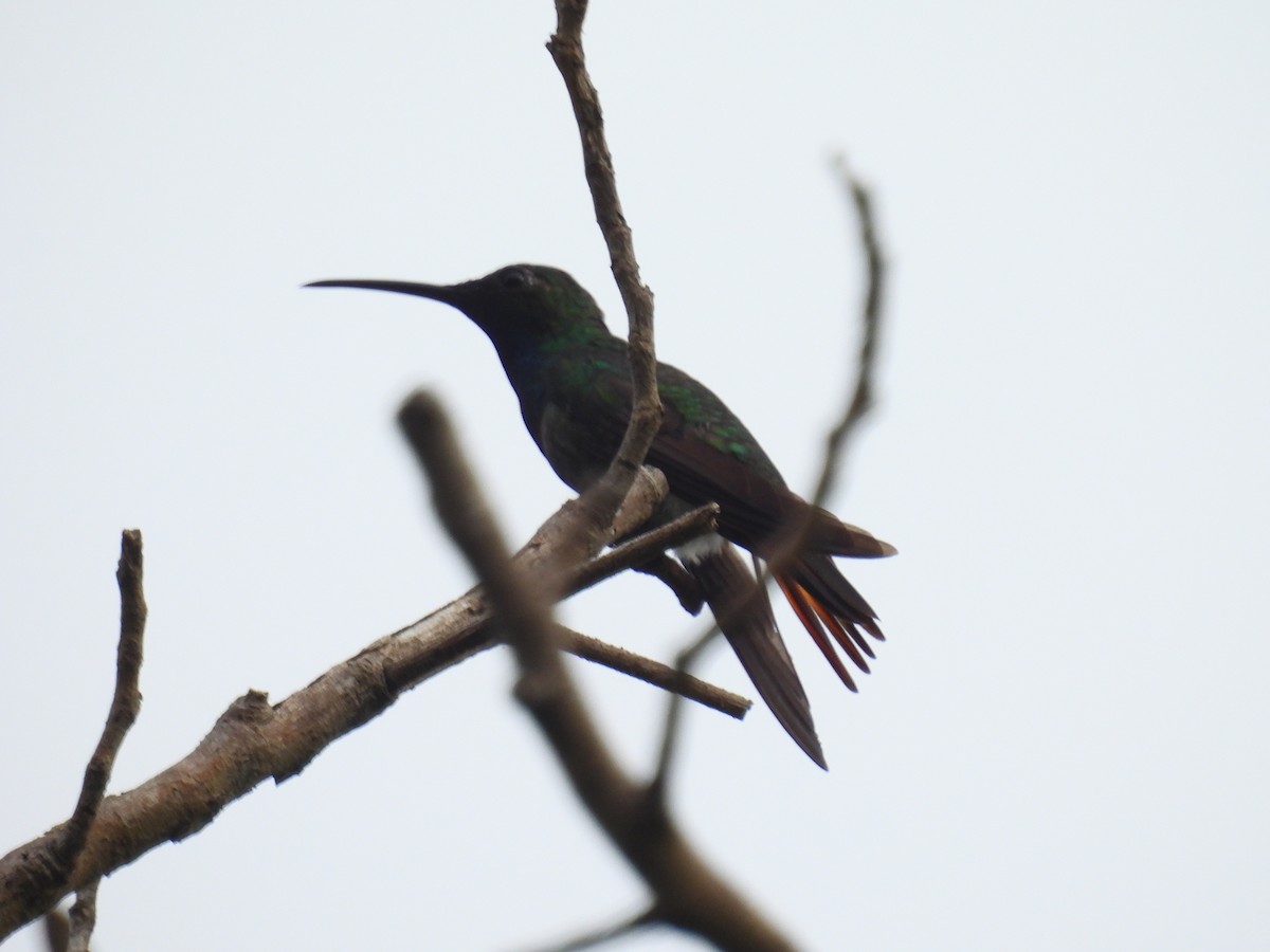Green-breasted Mango - ML637353442
