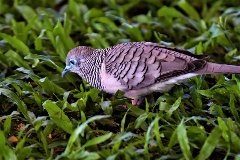 Peaceful Dove - ML637353443