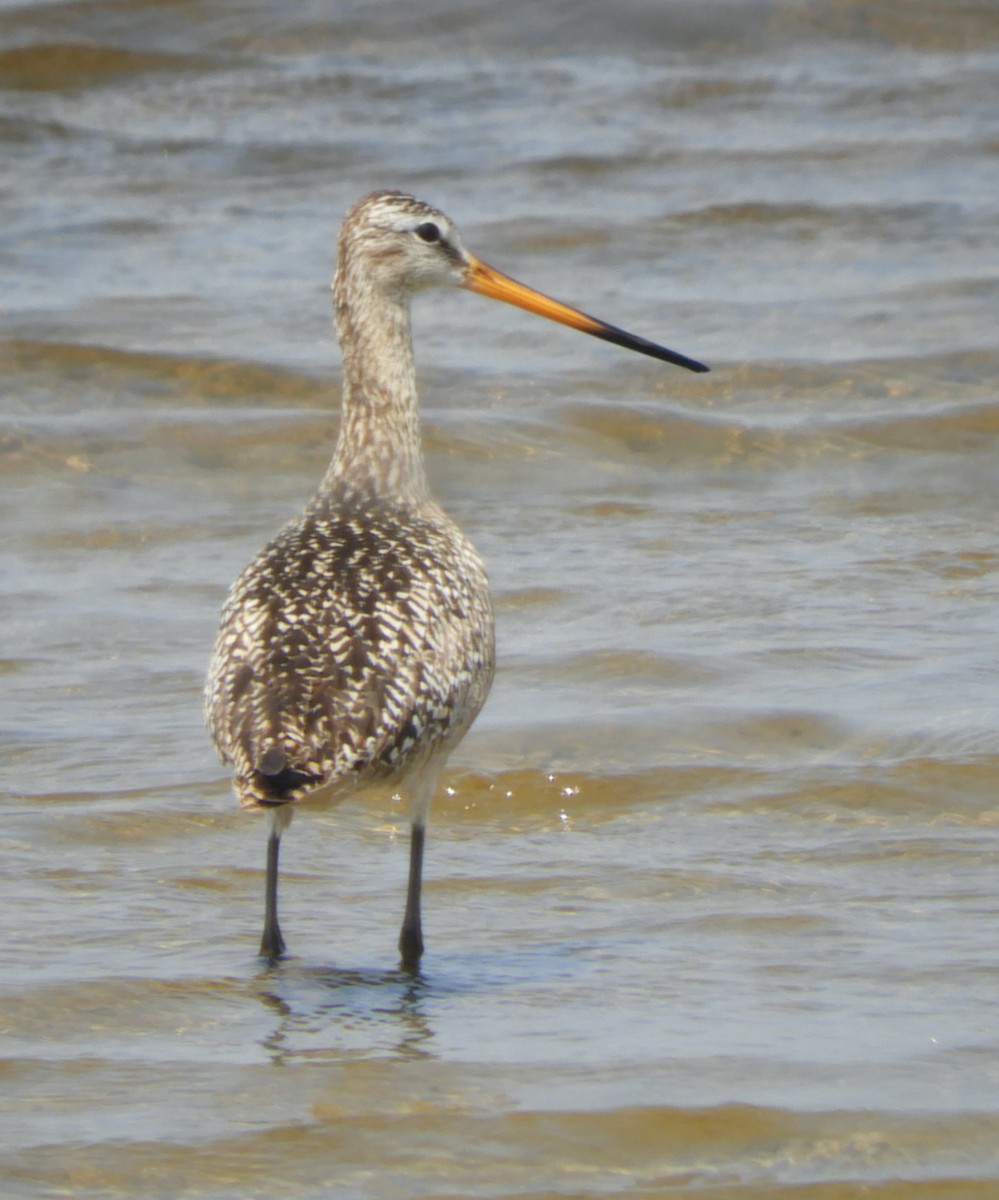 Marbled Godwit - ML637353457