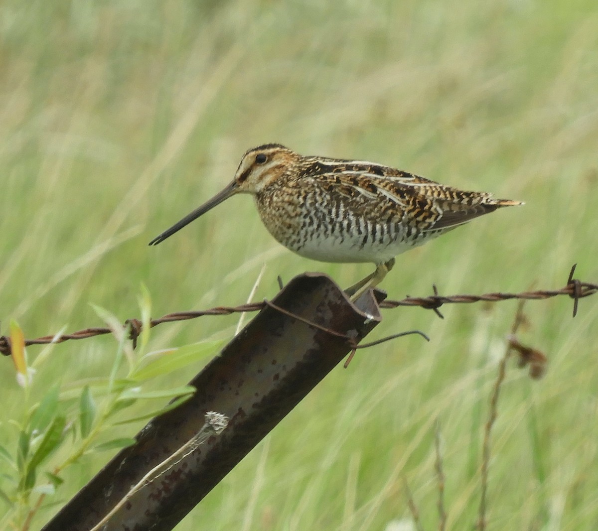 Wilson's Snipe - ML637353468