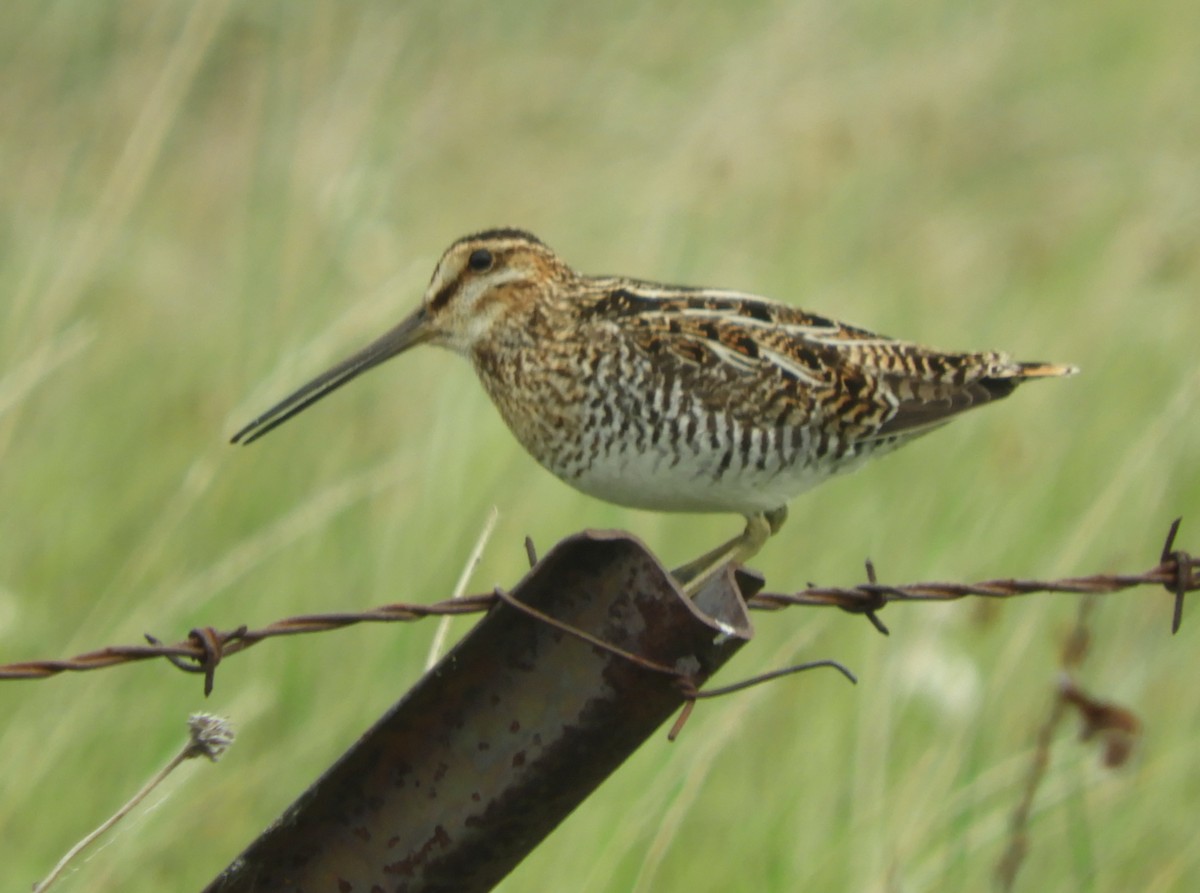 Wilson's Snipe - ML637353469