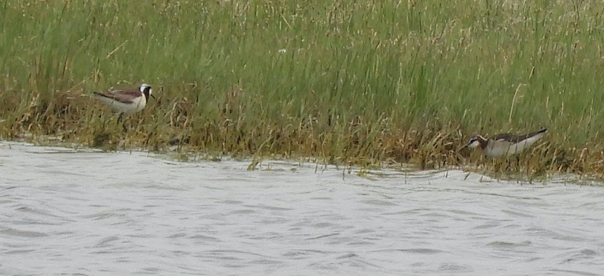 Wilson's Phalarope - ML637353486