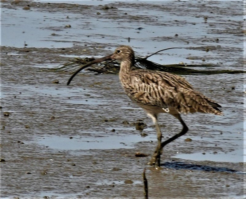 Far Eastern Curlew - ML637353495
