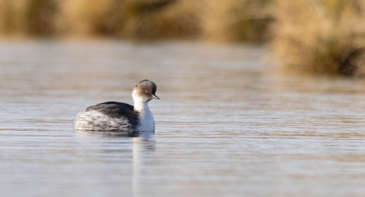 Silvery Grebe - ML637353496