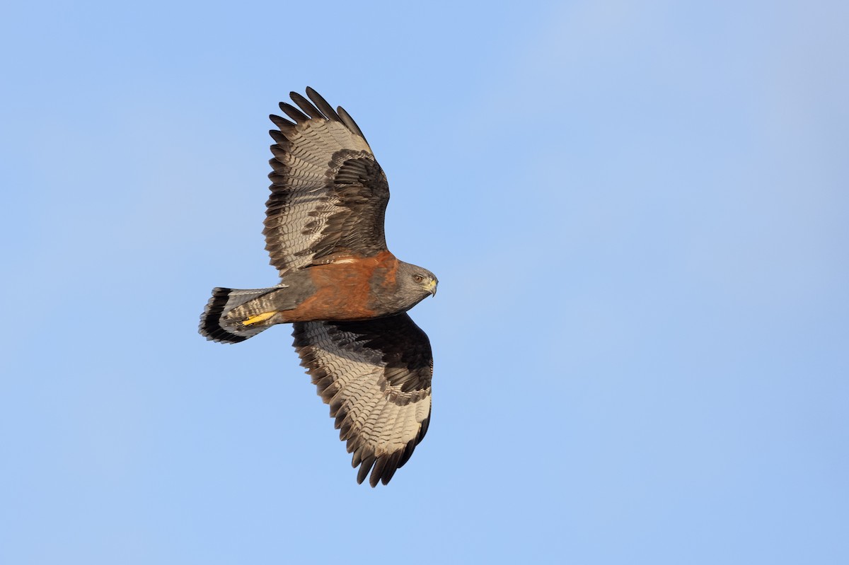 Variable Hawk - ML637353497