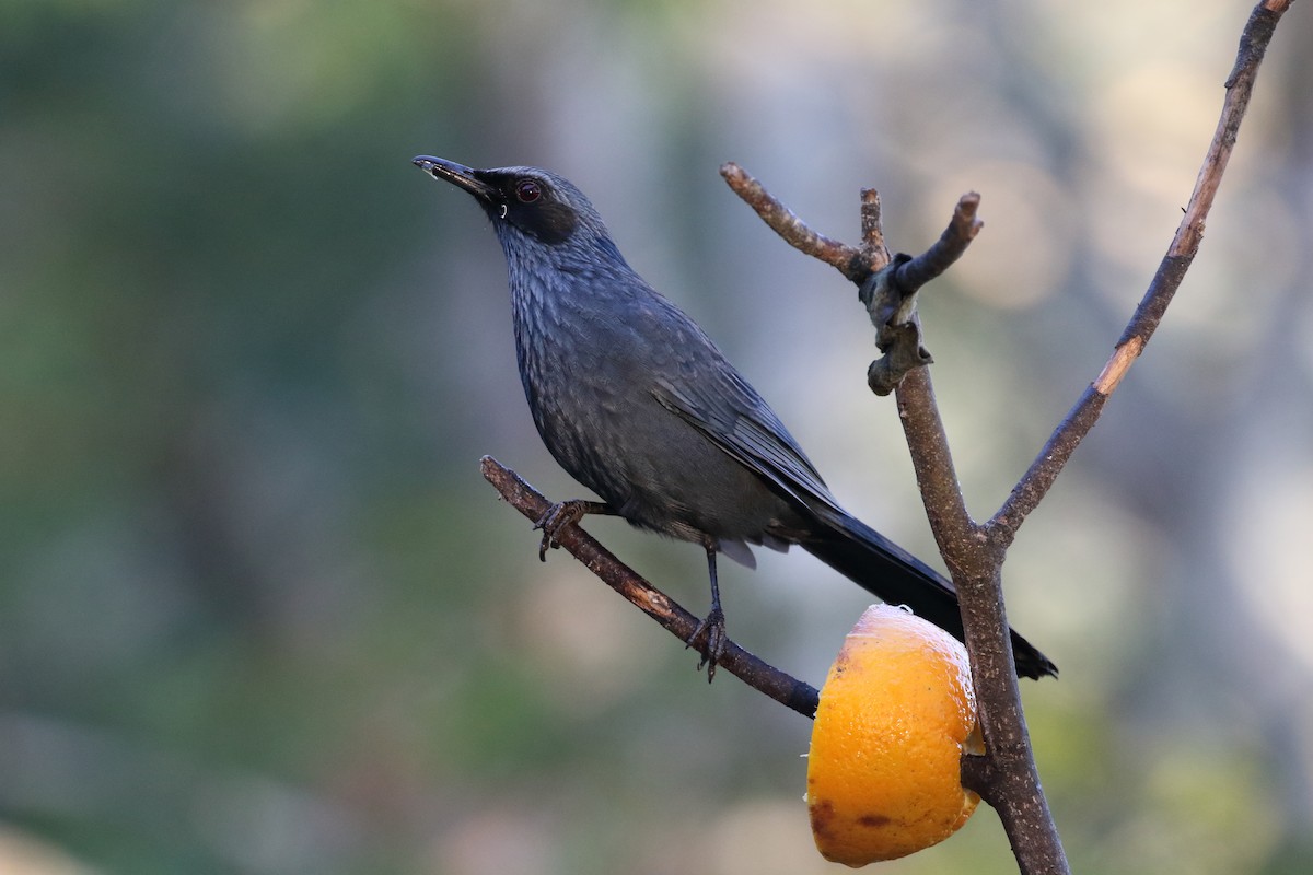 Blue Mockingbird - ML637353503
