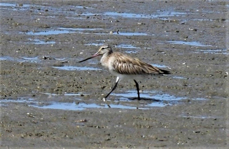 Bar-tailed Godwit - ML637353509