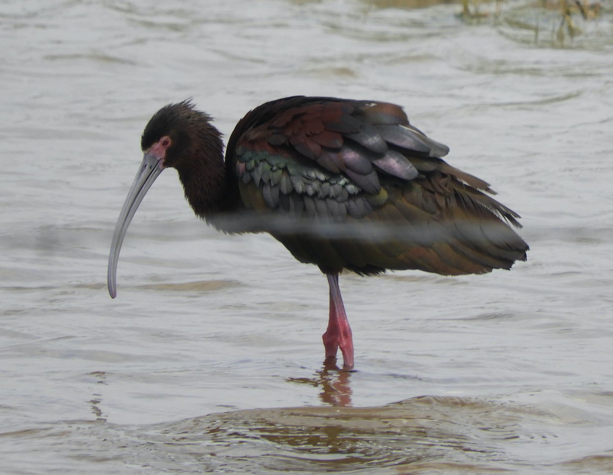 White-faced Ibis - ML637353511