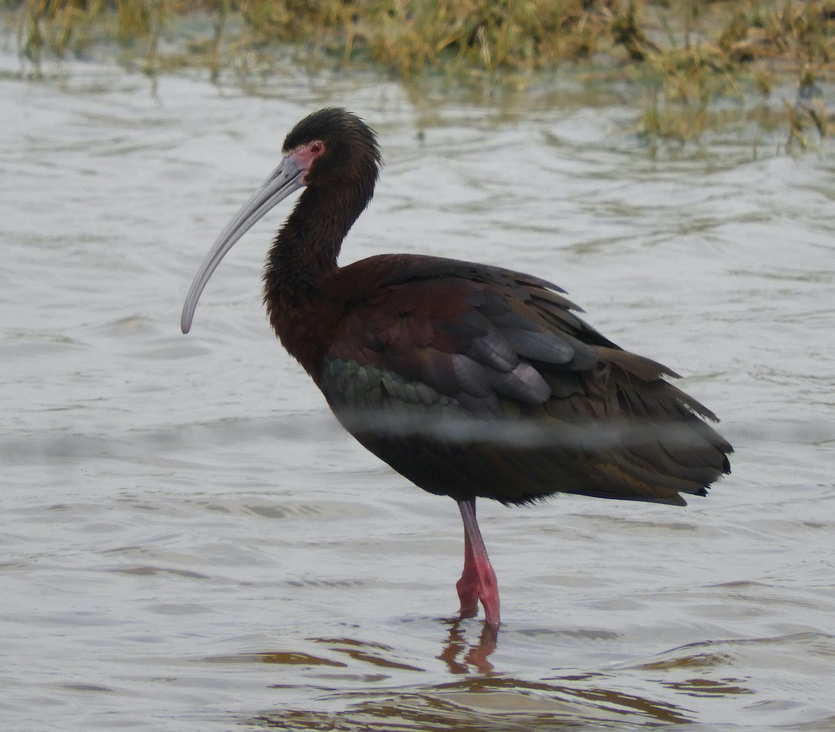 White-faced Ibis - ML637353513