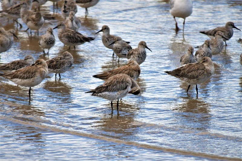 Great Knot - ML637353526