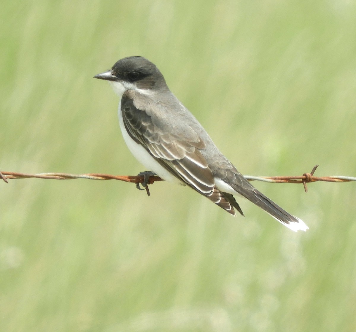 Eastern Kingbird - ML637353539