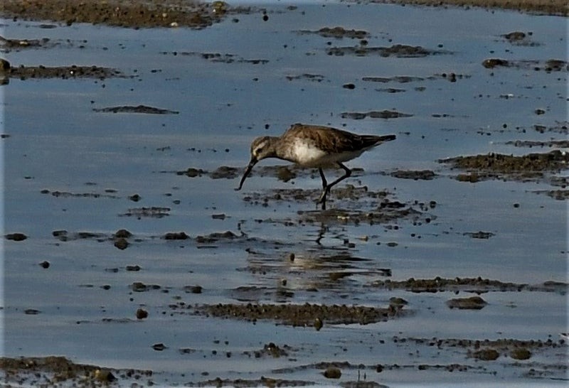 Curlew Sandpiper - ML637353541