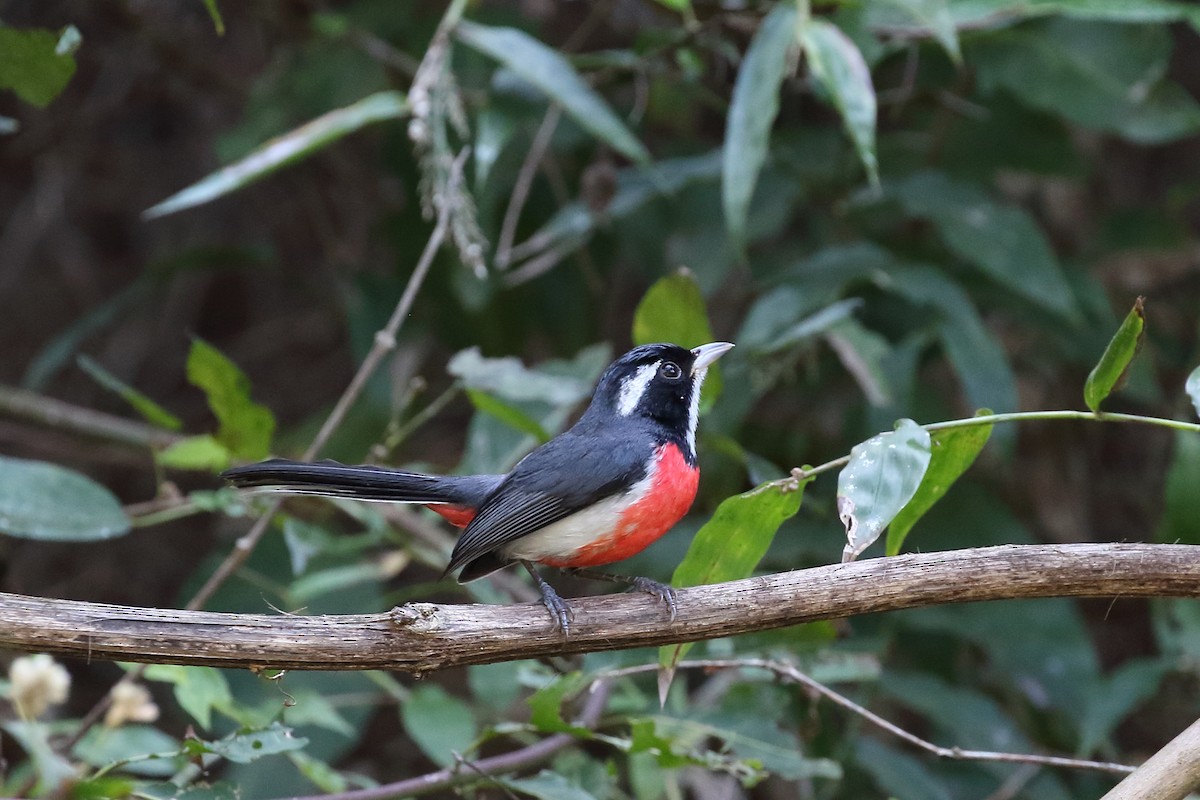 Red-breasted Chat - ML637353547