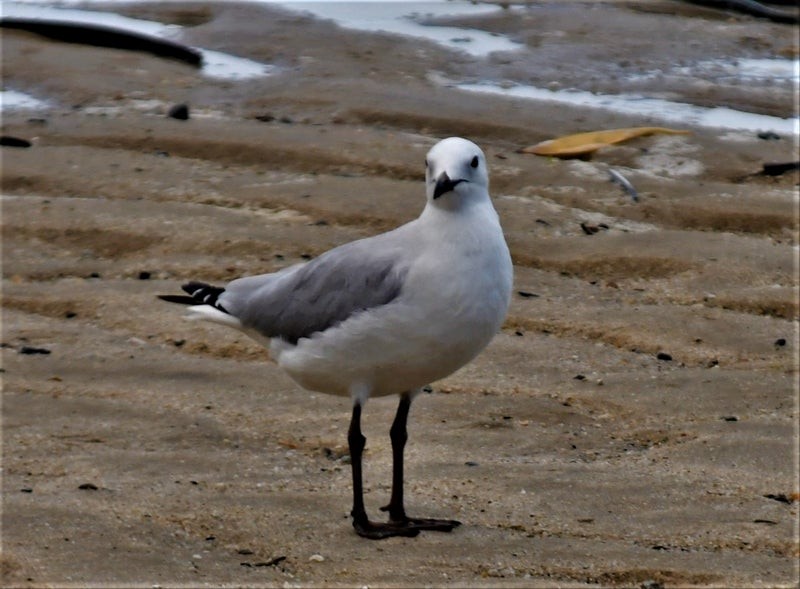 Silver Gull - ML637353553