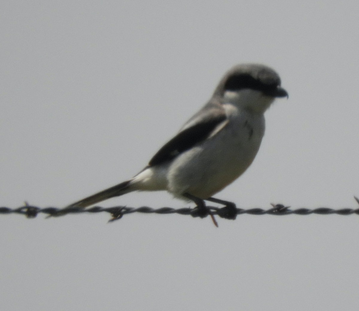 Loggerhead Shrike - ML637353554