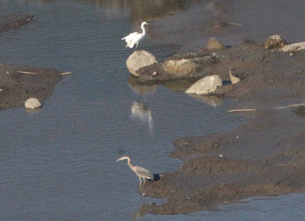 Great Blue Heron - ML637353556